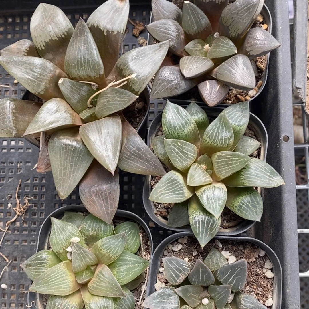 上****物208 五颗 有伤 端午福利