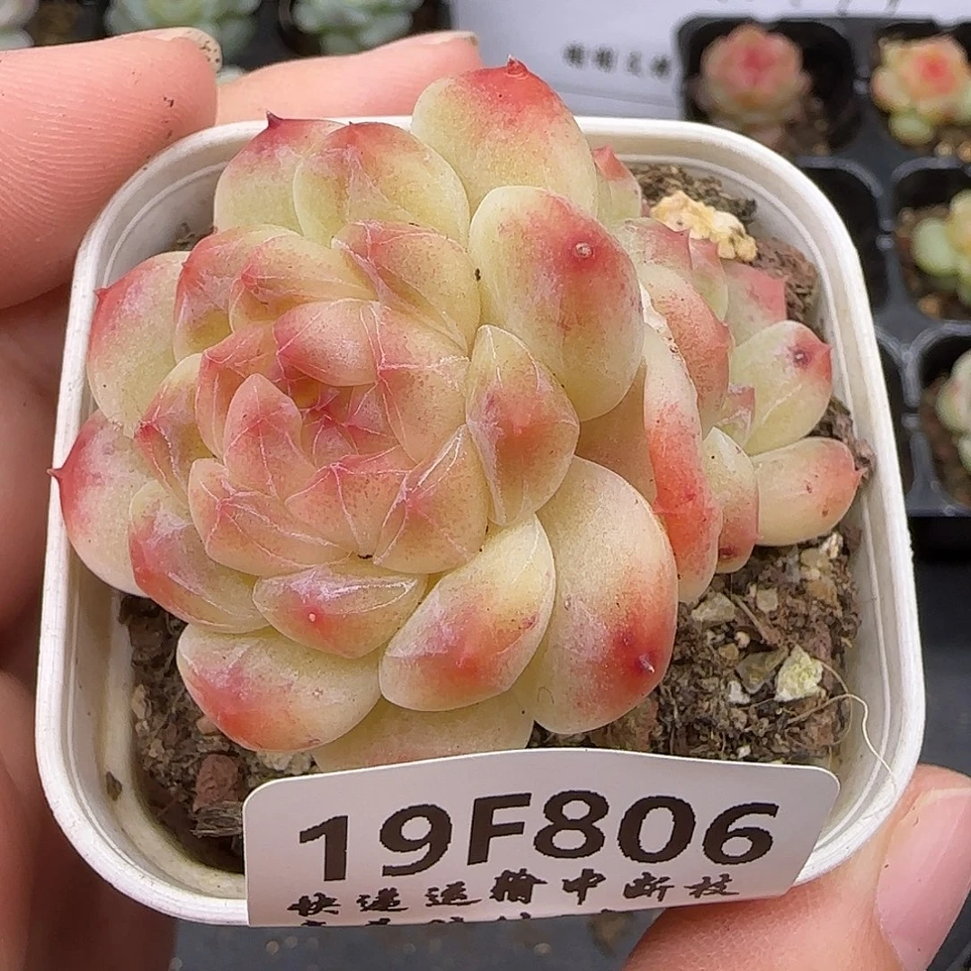 蓝***漫806 【满29包邮非偏远】