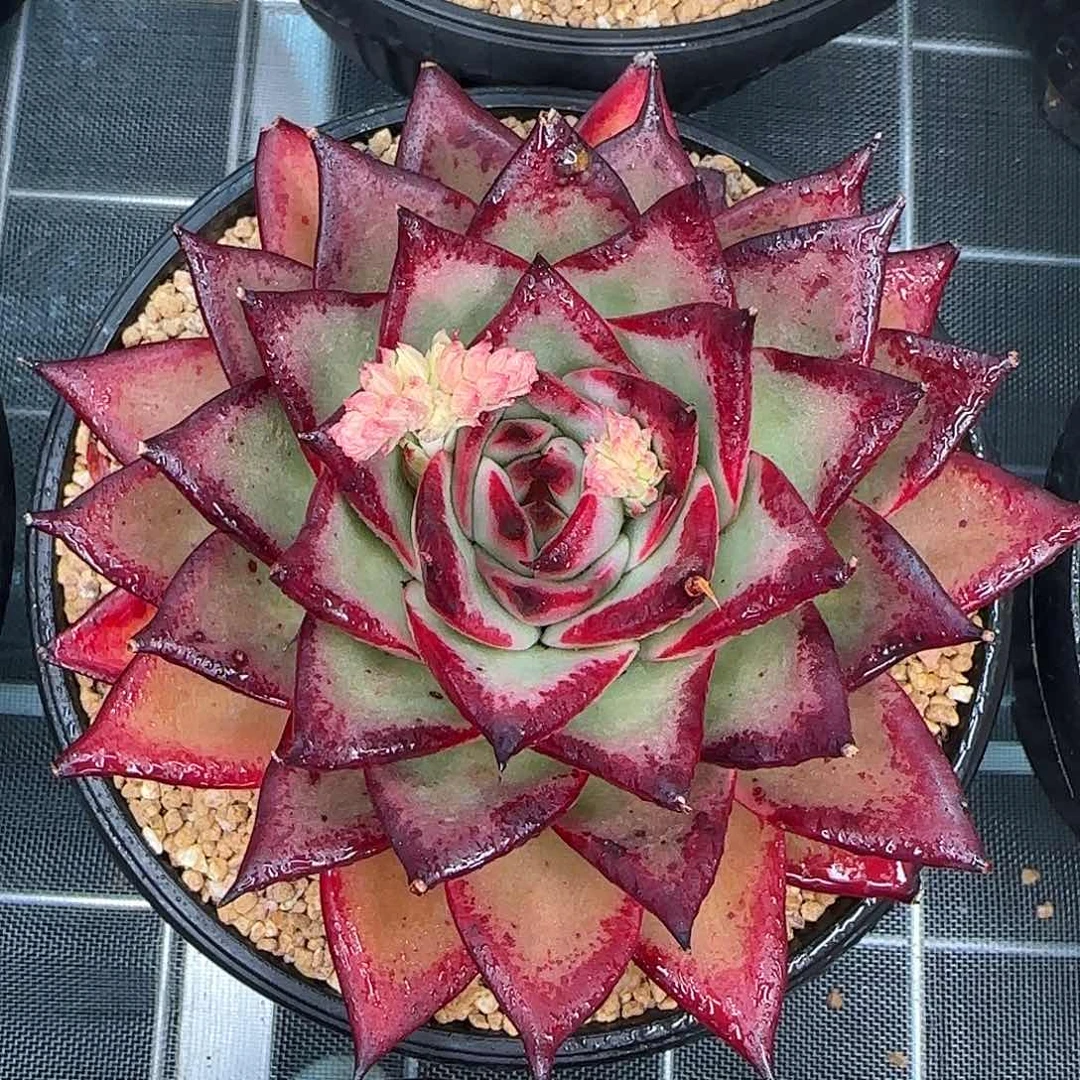 从前慢花园精选麦比乌斯