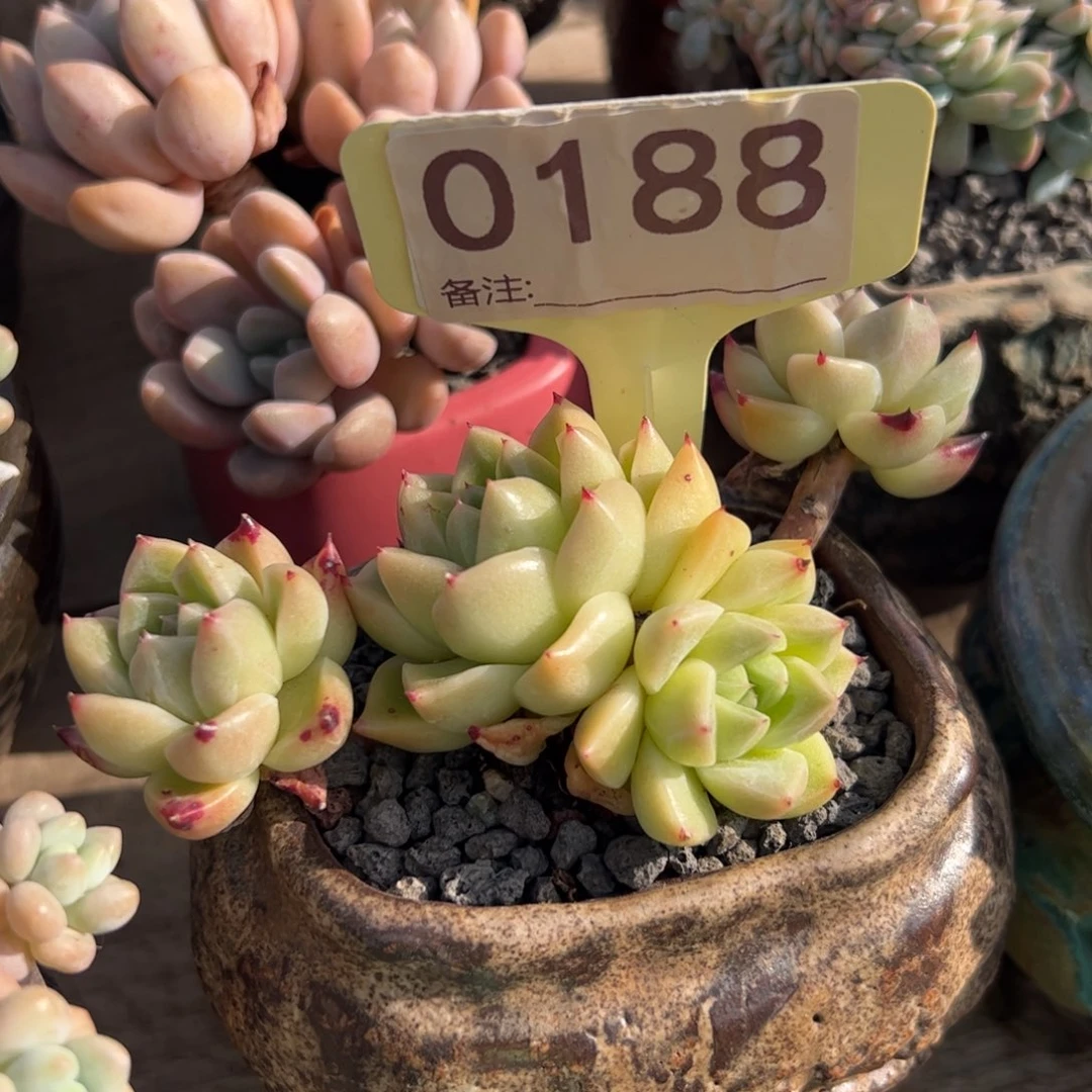 多肉植物多肉植物金石英