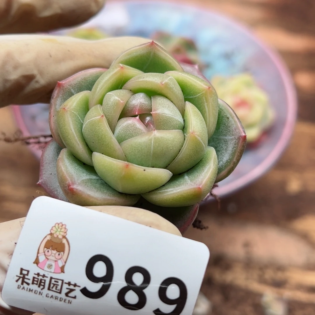 ?****多肉植物多肉植物