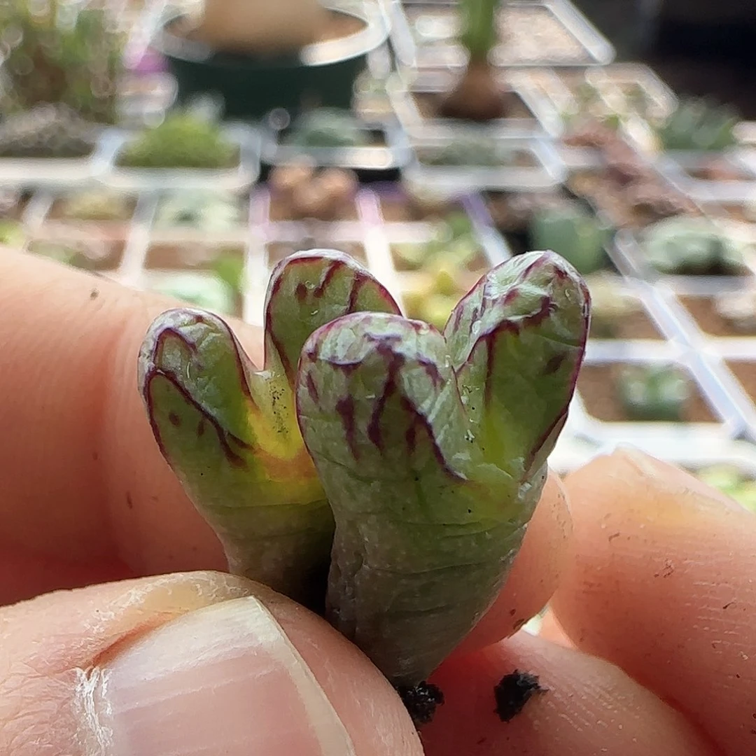 脱土发货哦24077