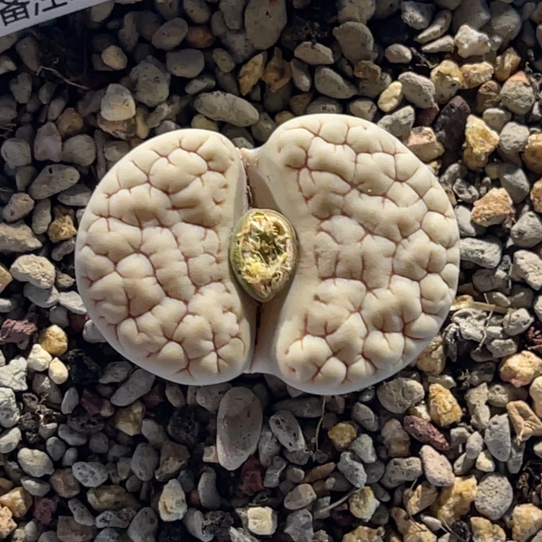 9132白底凹凸189尺寸3.1