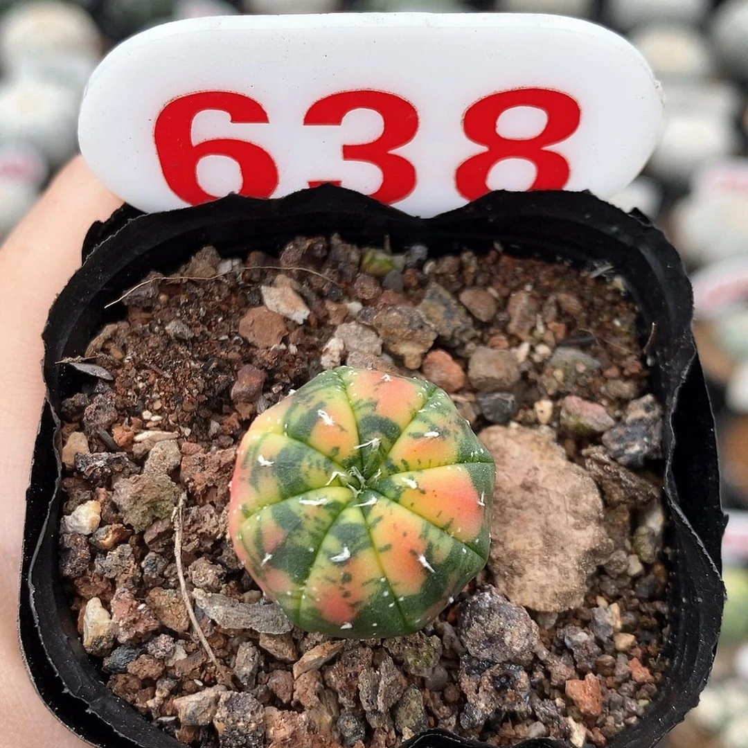 638兜锦系列福利来啦