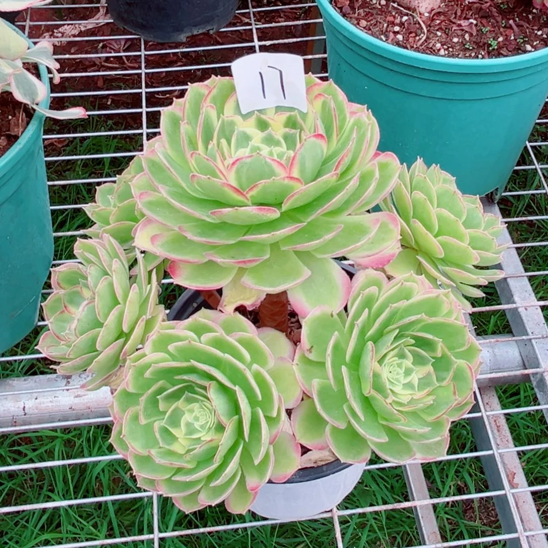 一物一拍多肉法师17