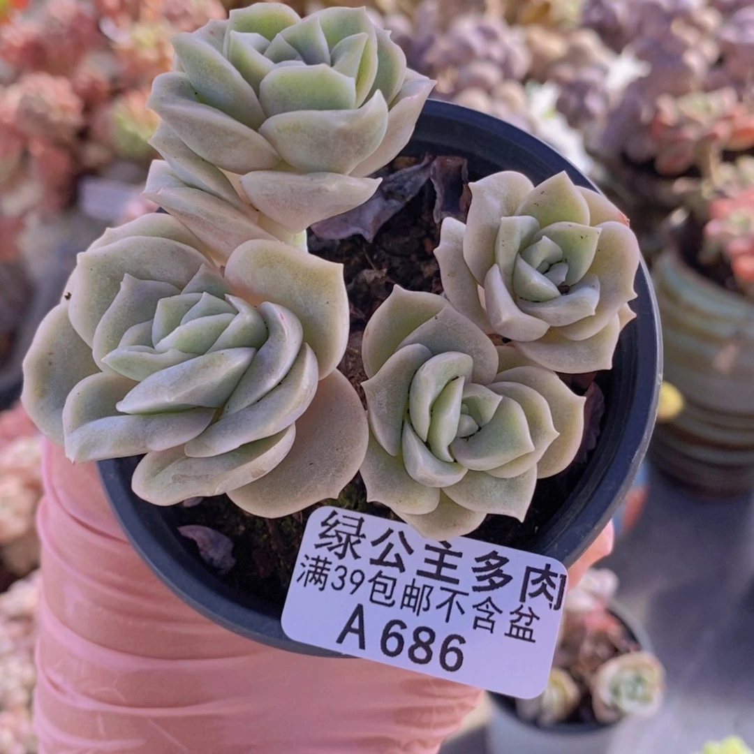 可爱玫瑰有砍7cm686多肉植物