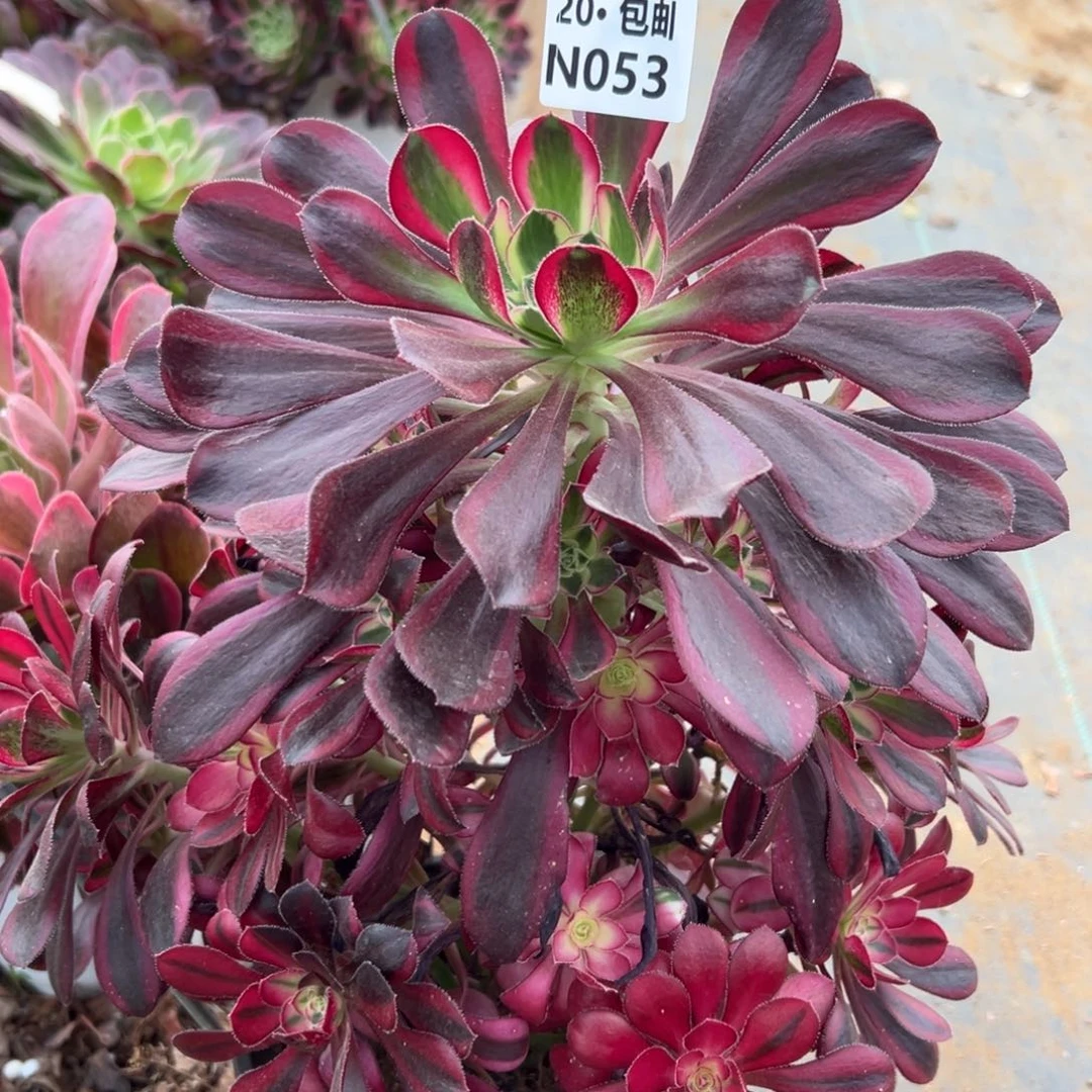 053冰淇淋，满20包邮