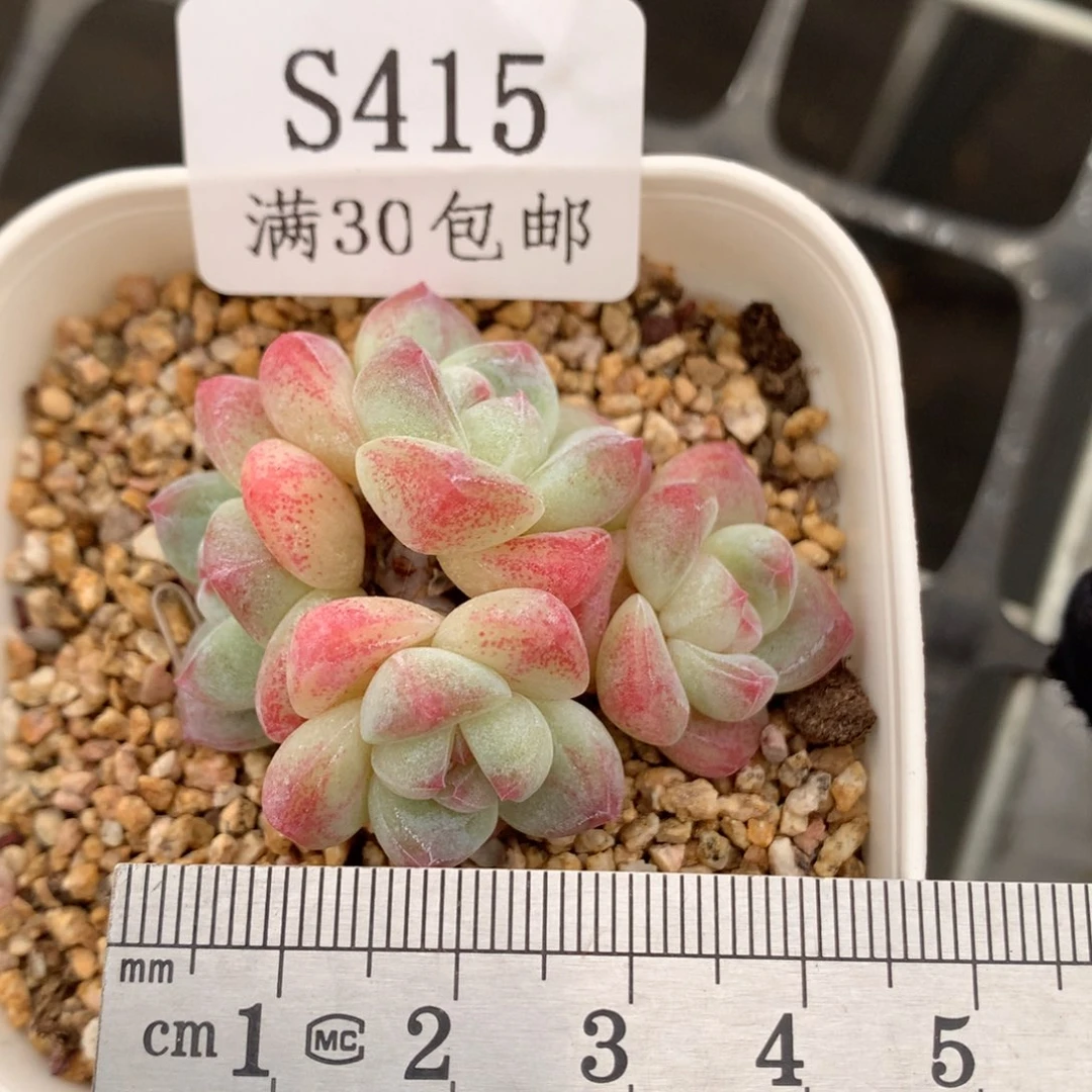 415四头小脸糖心冰玉冠服4.5