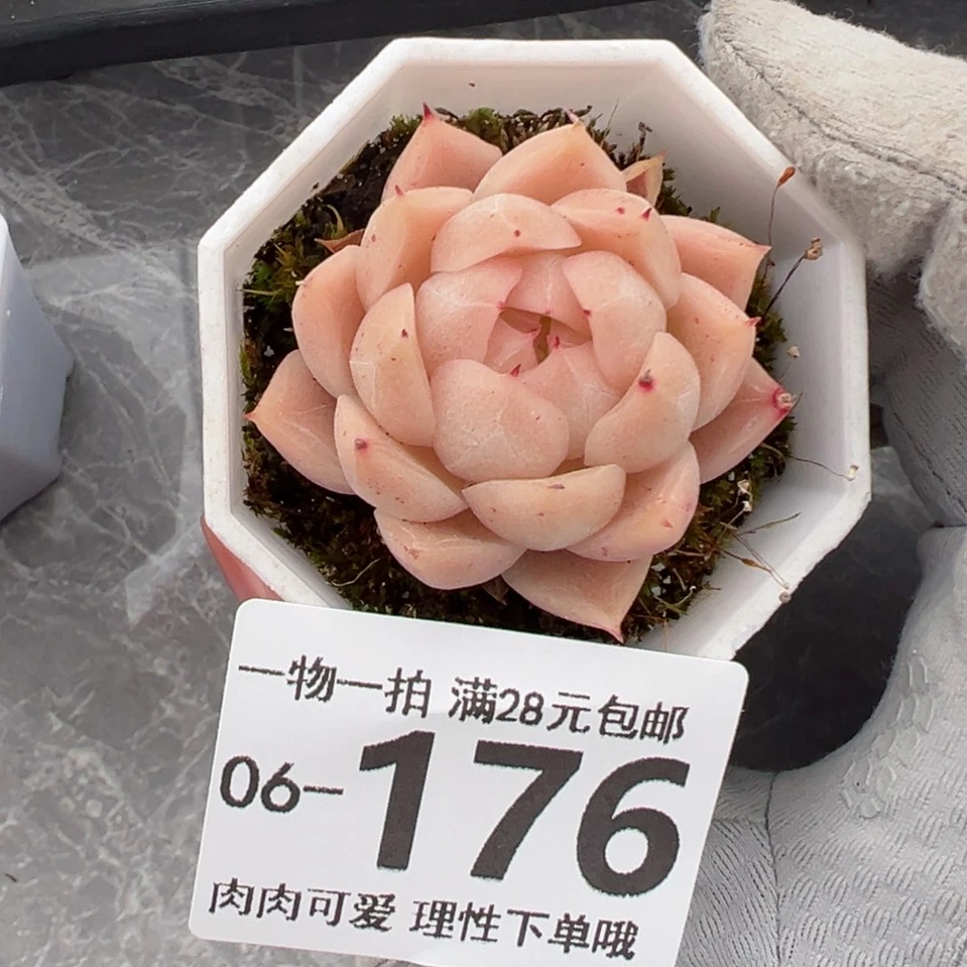 麦秆，多肉多肉多肉多肉