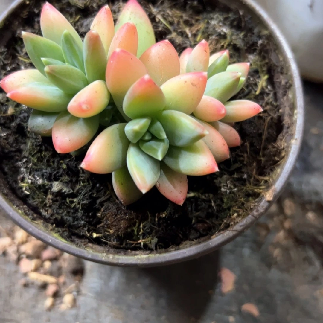 努***鹏多肉植物多肉植物