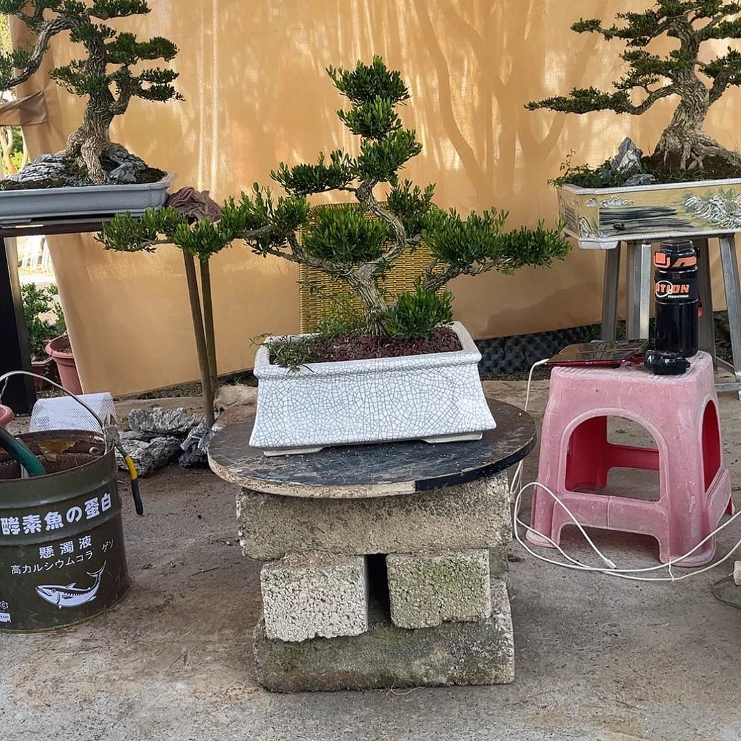 当前无花朵，栽培后可花朵