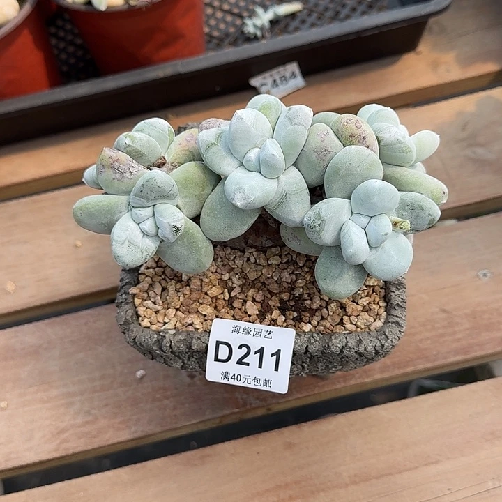 蔡*拇指仙女杯多肉植物