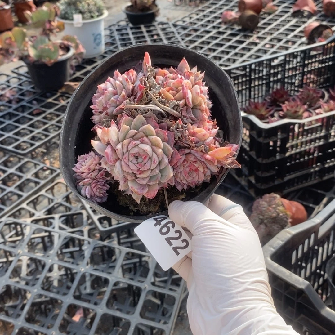 4622粉水晶精一物一拍