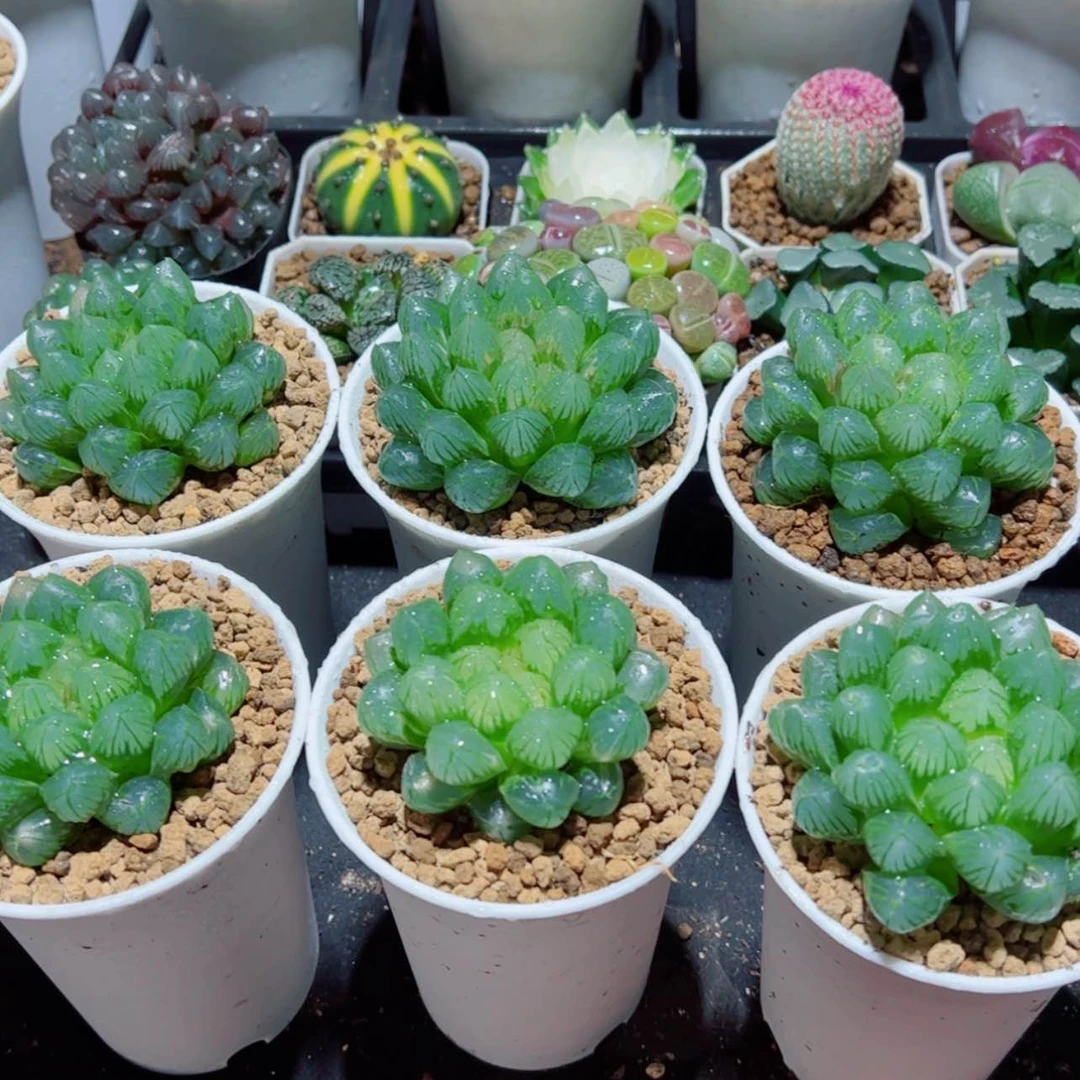 【闪购商品】万象盆OM