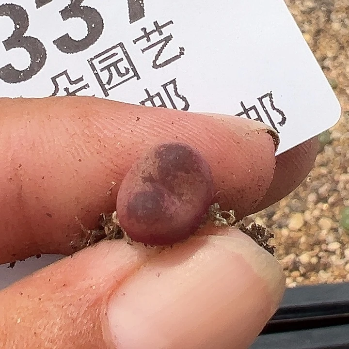 玲***玲337号吕毛杂多肉植物