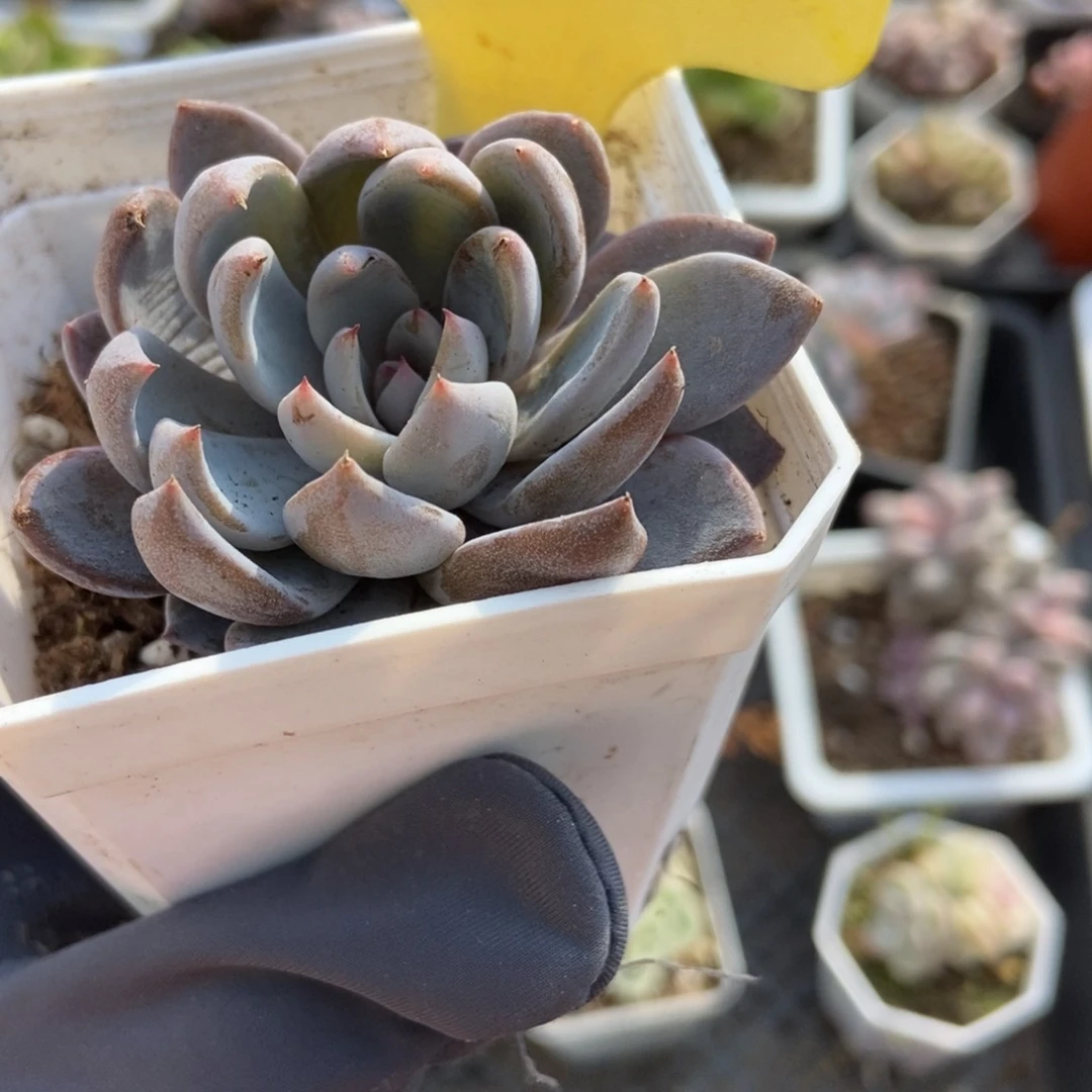 2053青轨多肉植物保护