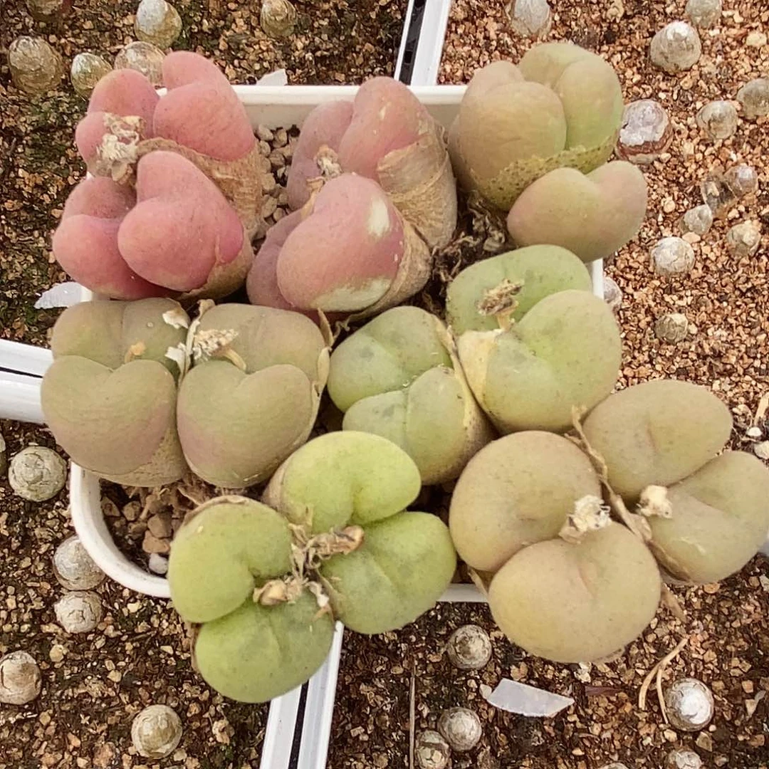 548四头母本孔卡佛一颗