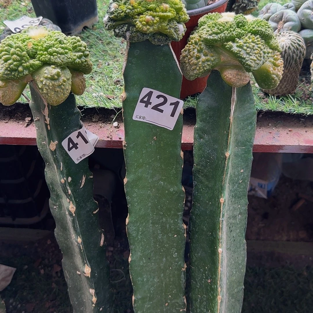 ?****?三个锦421仙人球