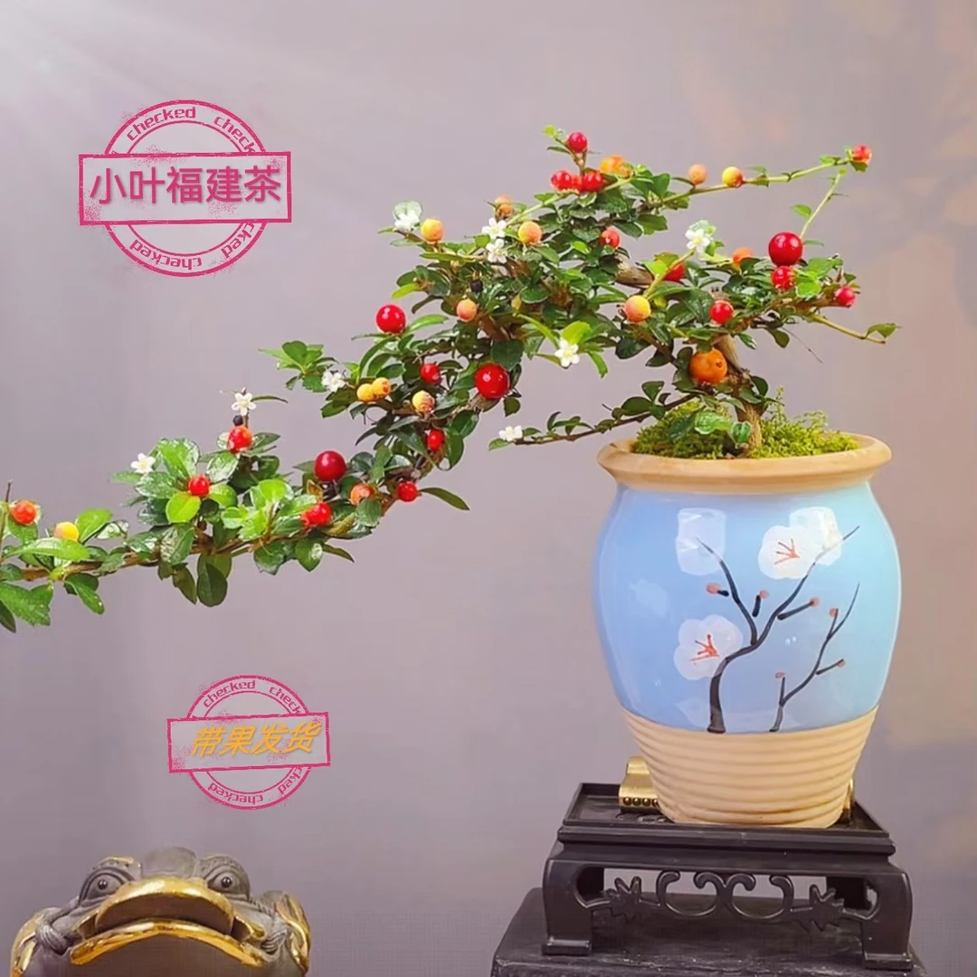 飘枝福建茶【带花果】彩釉蓝梅盆栽好室内茶桌办公桌面精品绿植好养