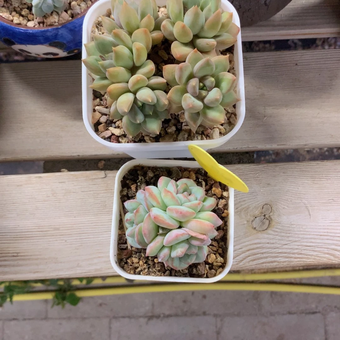 红象牙群加泡芙三头