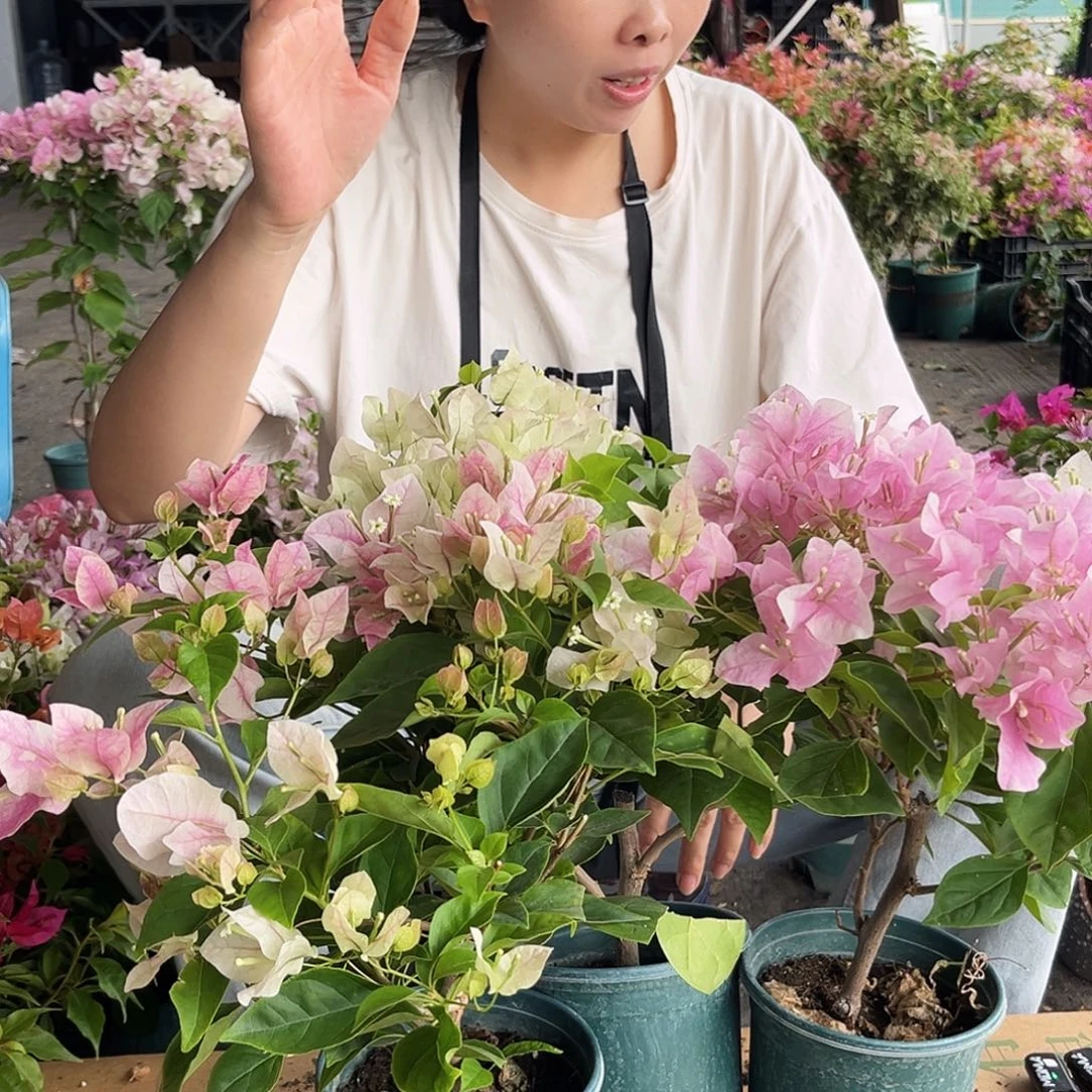 大部分开放少量花苞绿樱，广红樱，张红英掌中宝组合