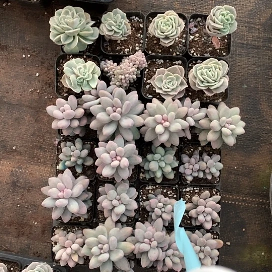 一盘子24颗 不包损203 偏远不发