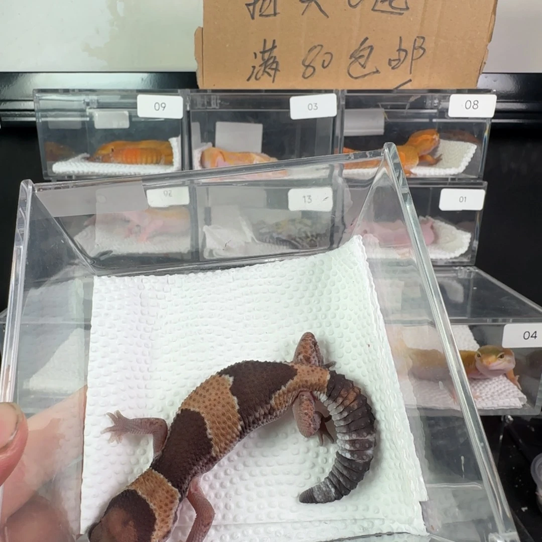 豹纹守宫原色瘾奥利奥祖鲁妹妹