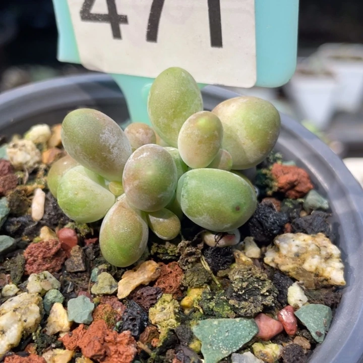 芒果奶精控471号的啊啊多肉啊