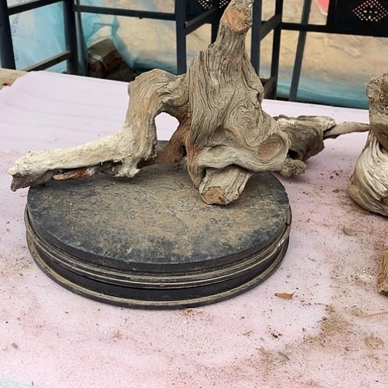 用***7柏木崖柏崖柏崖柏