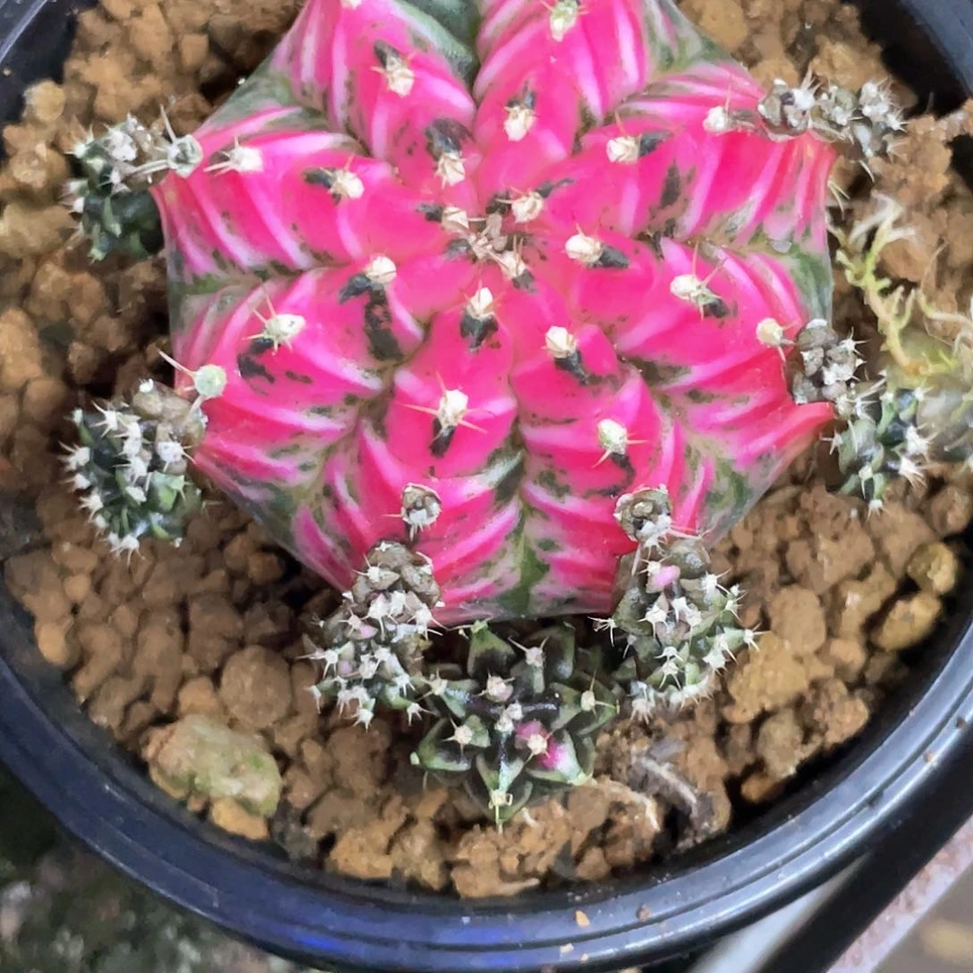 当前无花朵，栽培后可花朵快****7泰系神品，紫粉侧