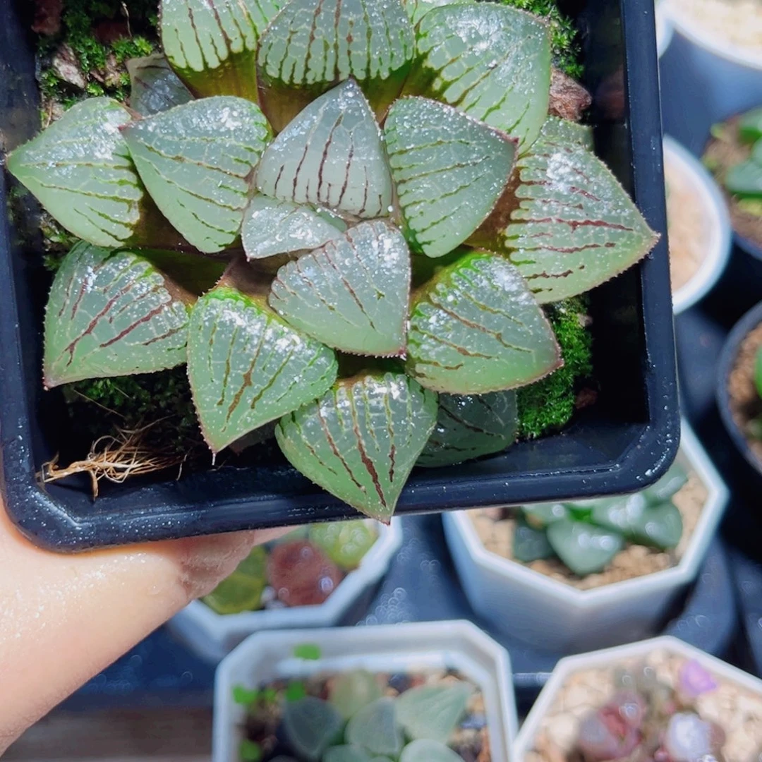 香瓜岛多肉植物6666