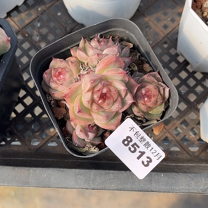 阿雅园艺。        8513