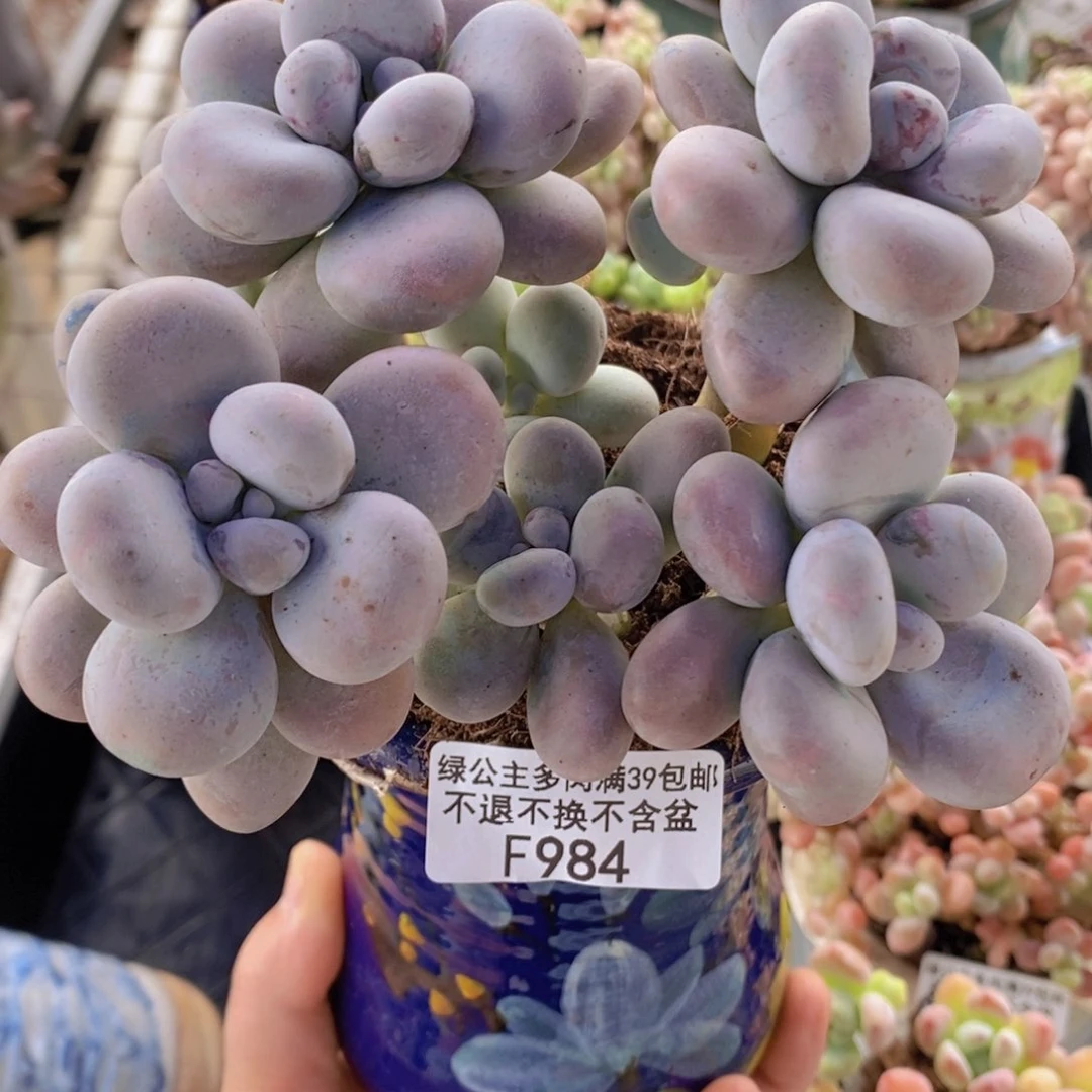 芭比奶洛13cm984多肉植物