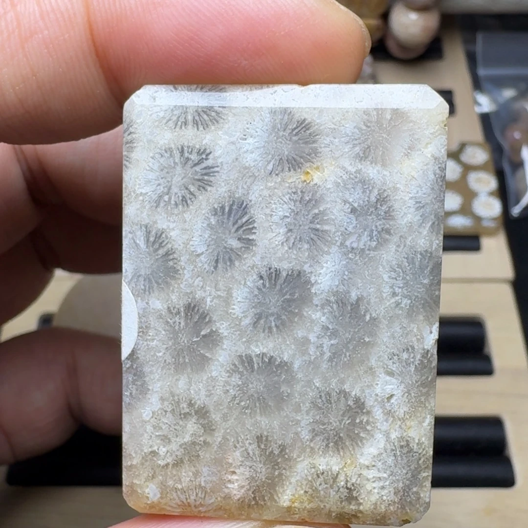 硅化珊瑚（珊瑚玉）未镶嵌纯天然色有机玉石保真色