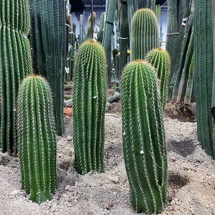 大凤龙高度30公分左右