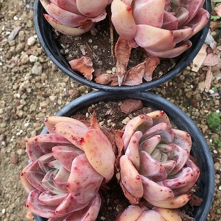 喵*酱 香槟2斤w r tui o o p p p p