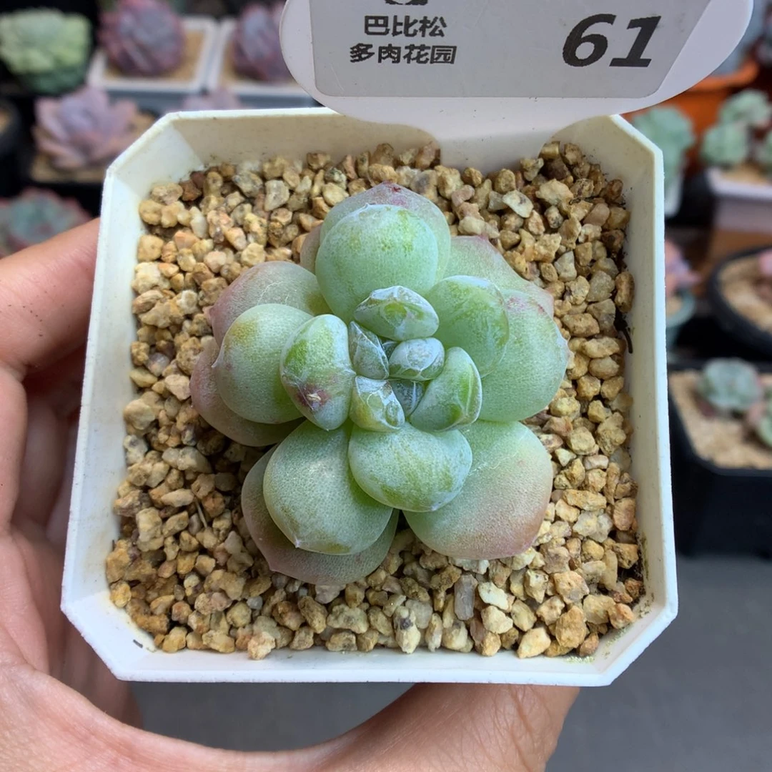 61叠叶双心冰玉石化多肉