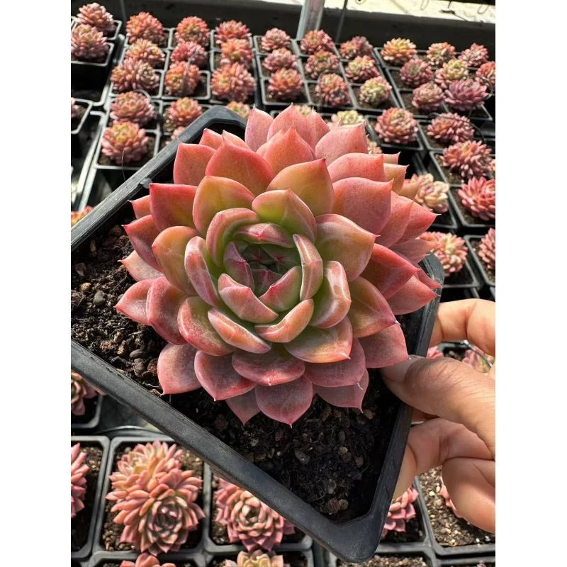 15#巨人之星双头多肉植物  前男友精品多肉  A0195 ①