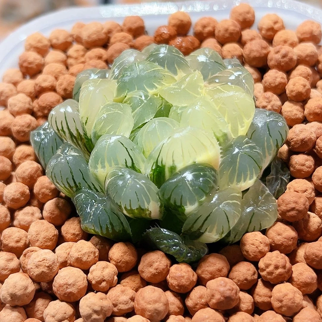 十二卷多肉实生玉露锦