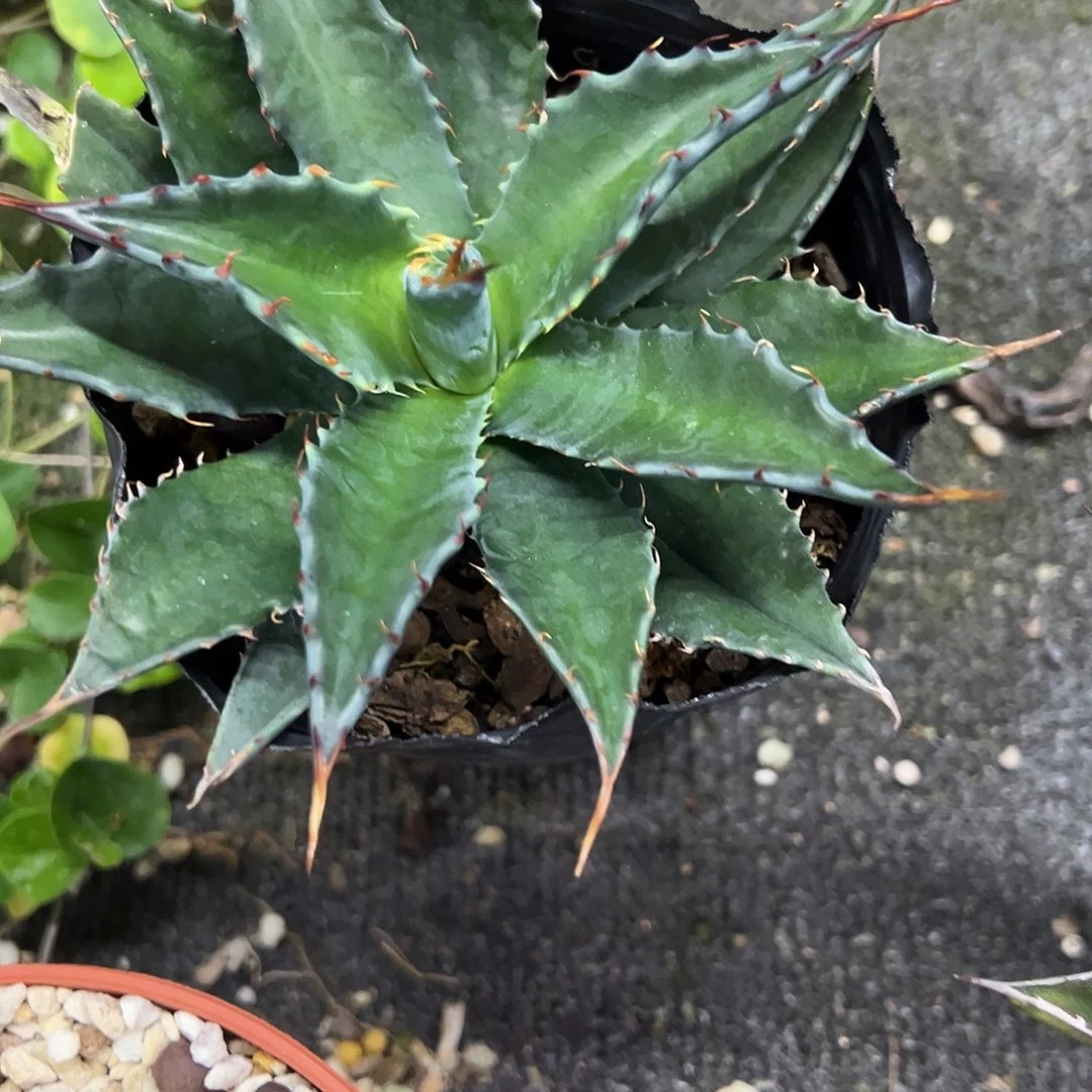 曰*豹宽叶密刺蒙塔娜植物