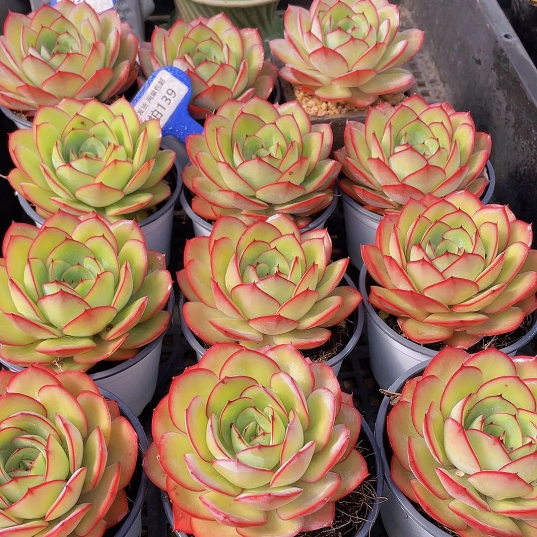 量拍139号 牡丹亭大单头一个