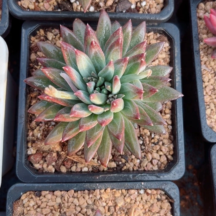 精品多肉植物老桩