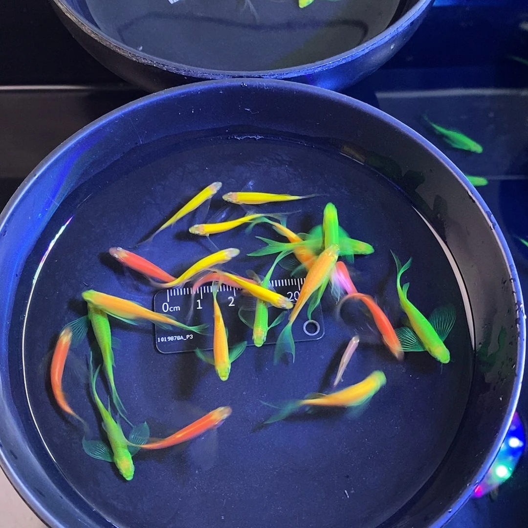 斑马鱼蝶翼斑马4色混搭共22个