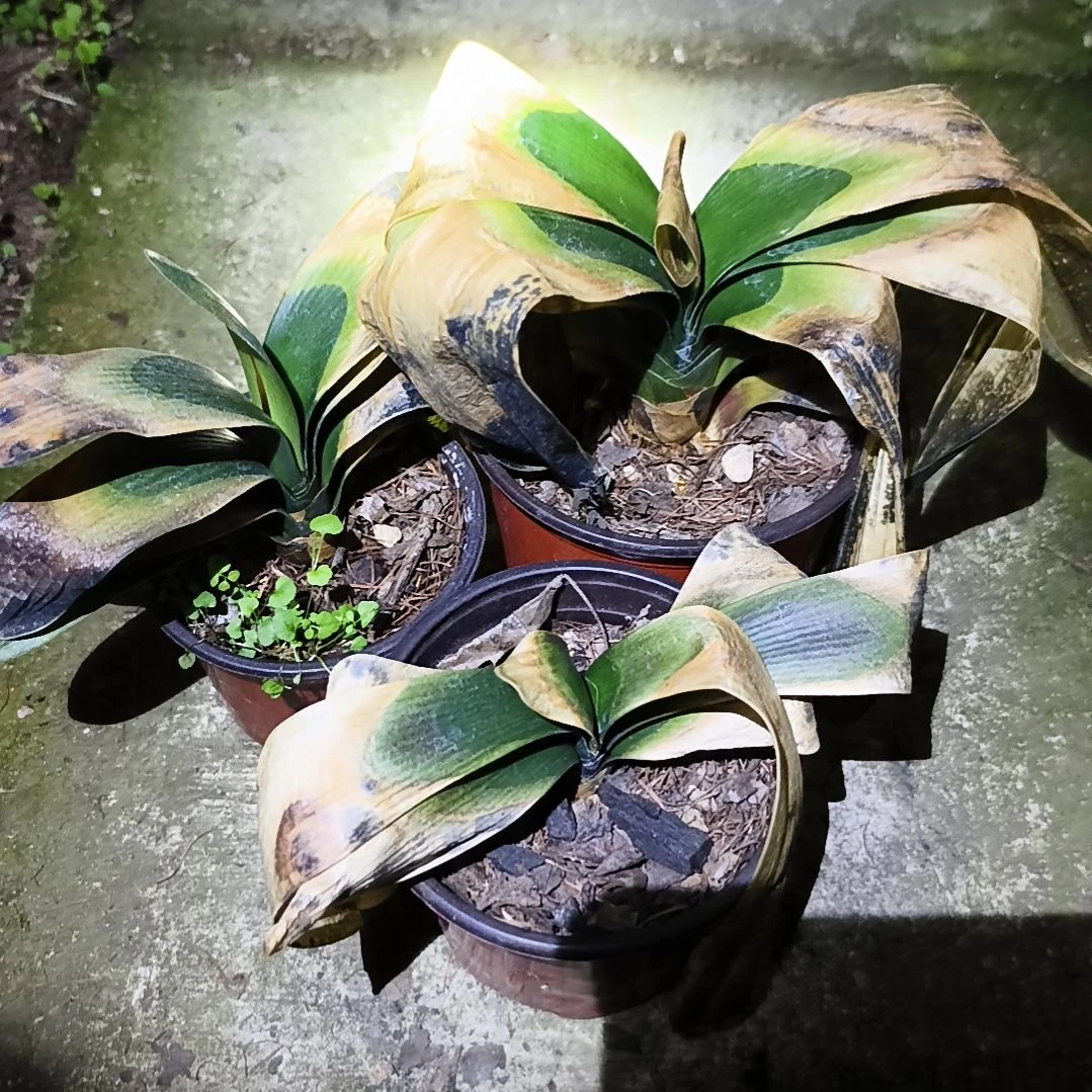 厚***物完全开放黑花盲盒小苗三棵
