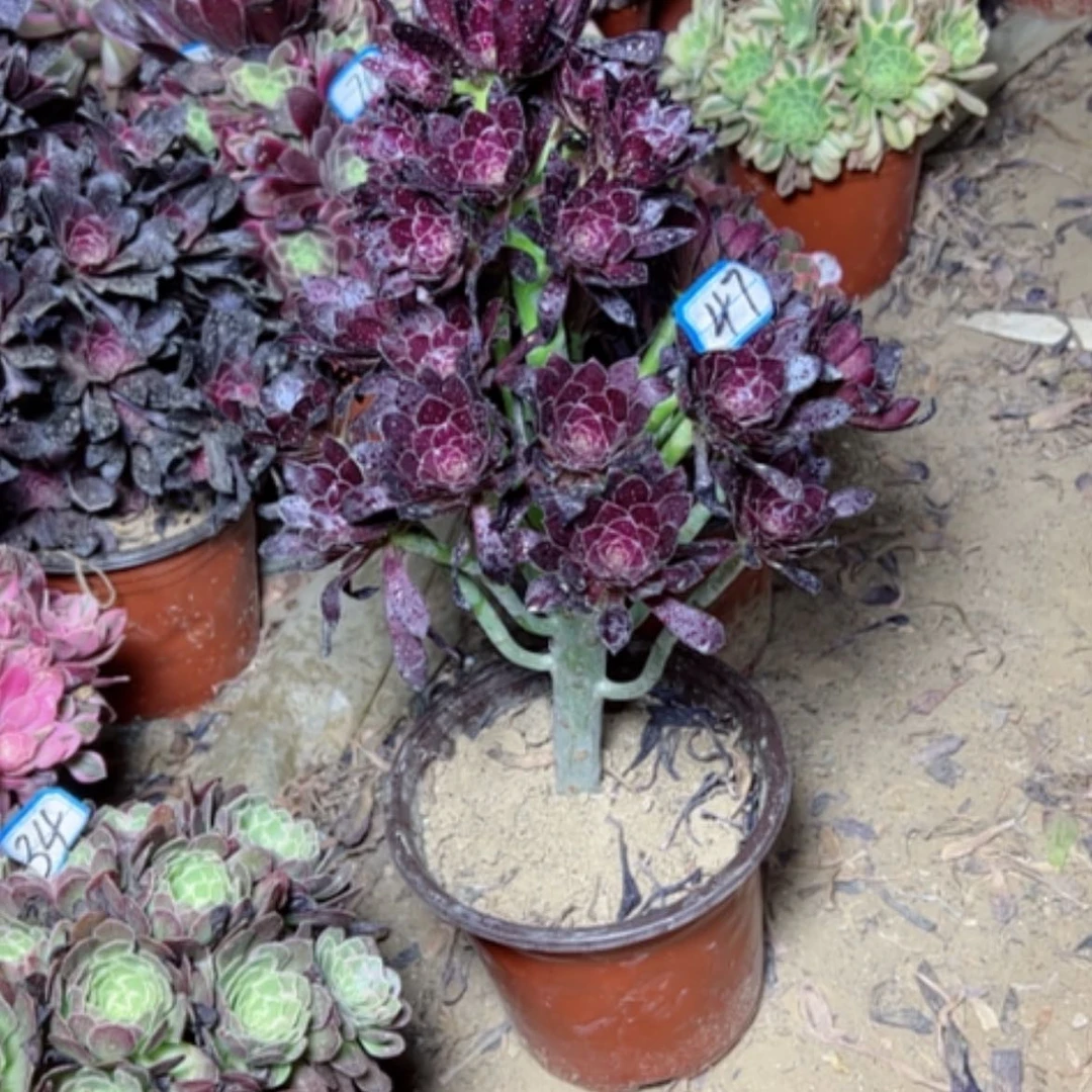 【闪购商品】多肉植物黑法师47