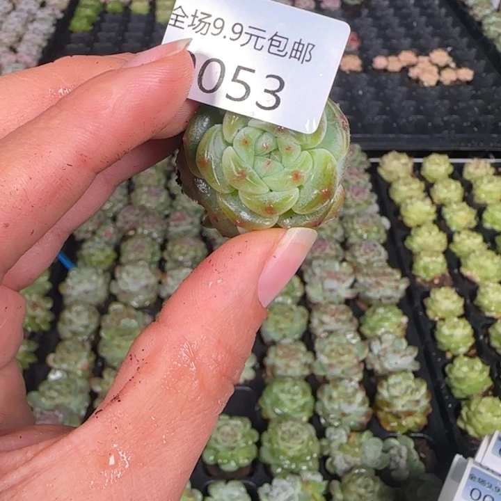新店开播全场9.9包邮53