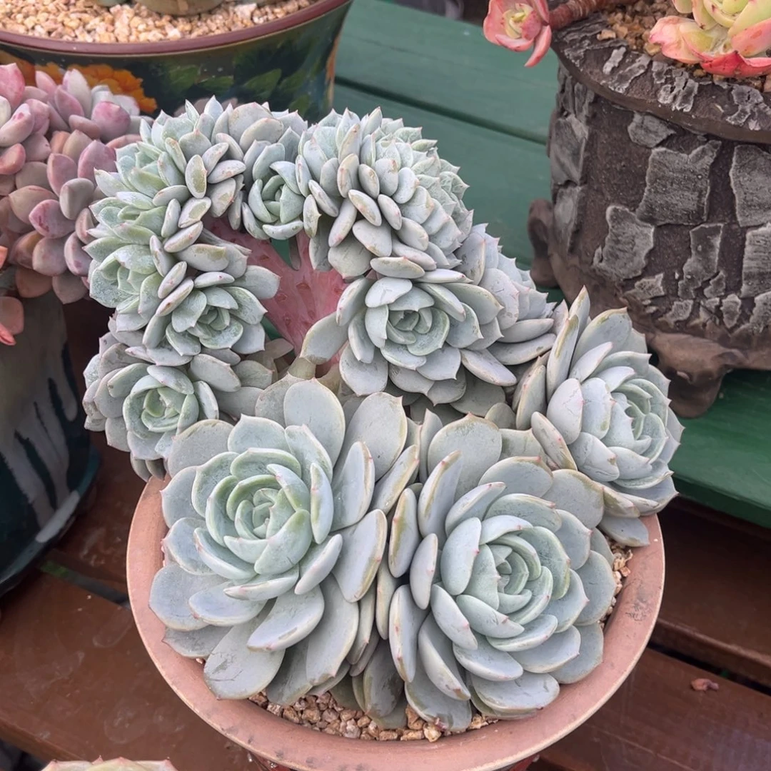 劳林树缀一物一拍