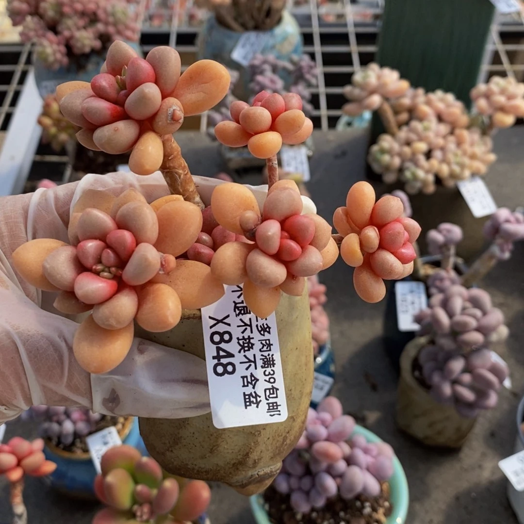 先锋派848/7cm多肉