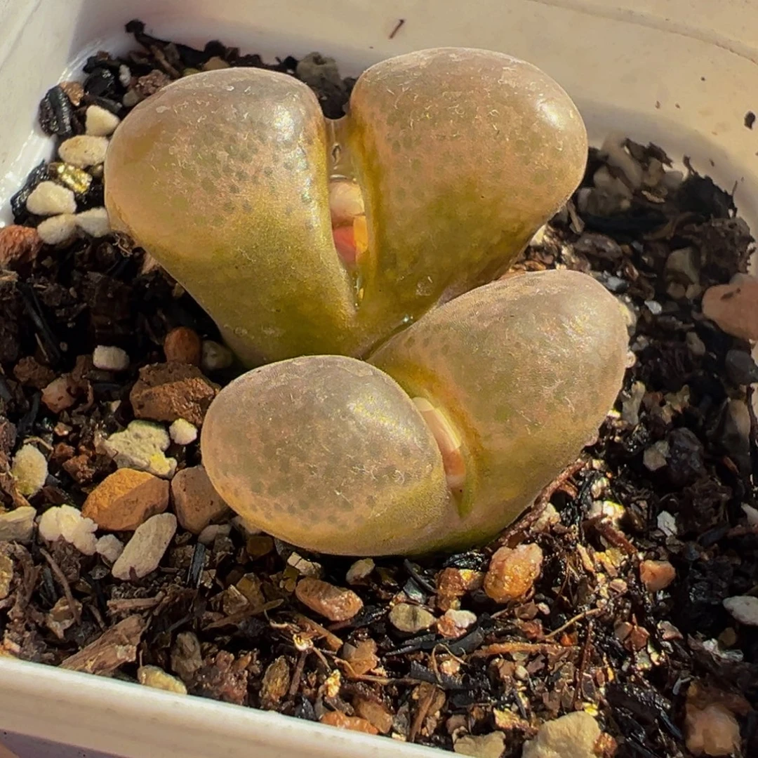 ゛***怼085多肉植物种类多样