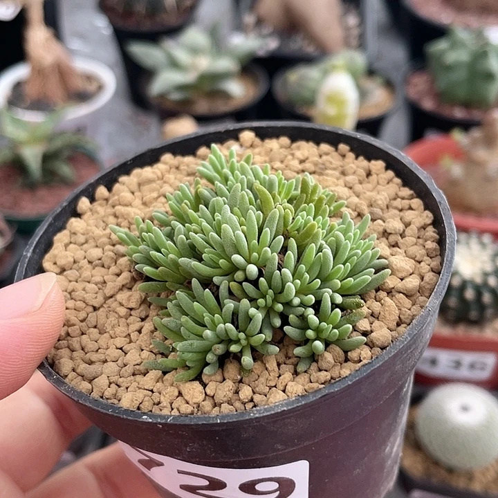 729晶珊瑚植物多头